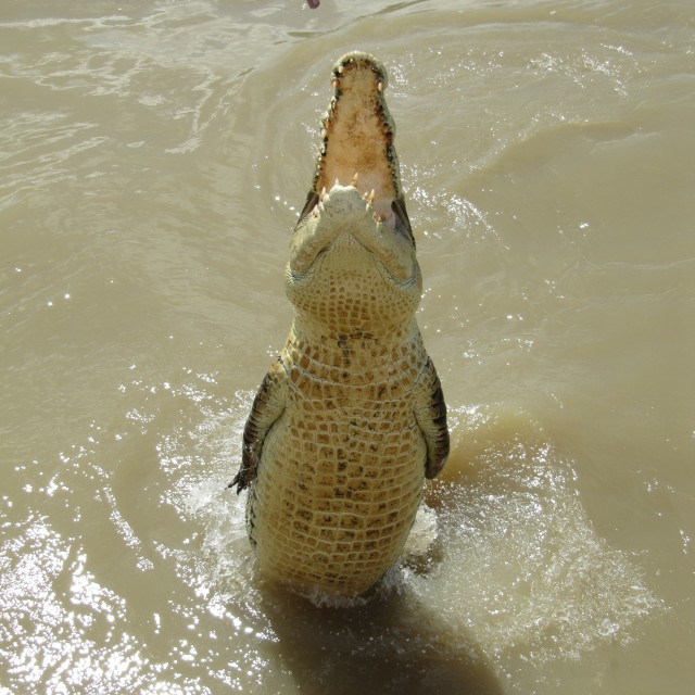 "Jumping crocodile" stock image