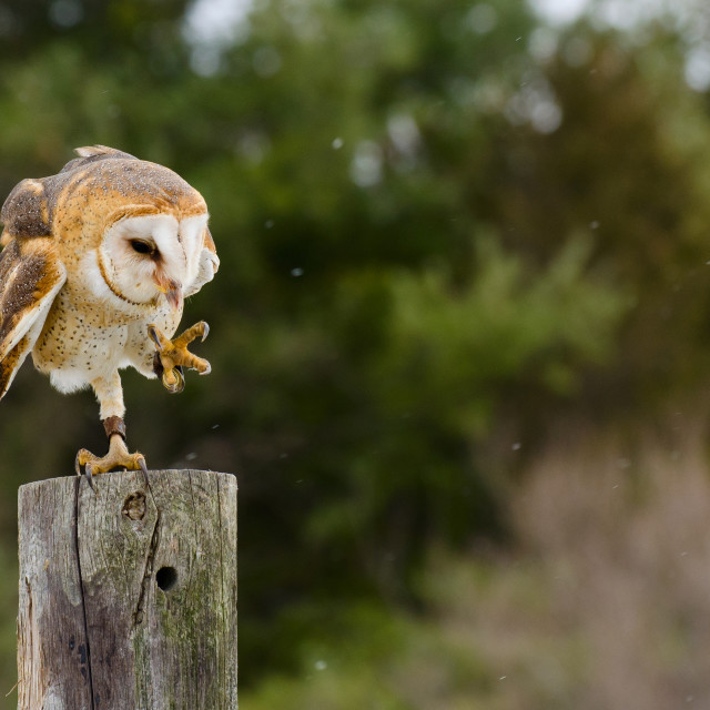 "Dancing owl" stock image