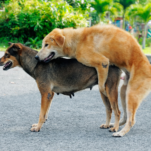 big dogs mating Online Shopping