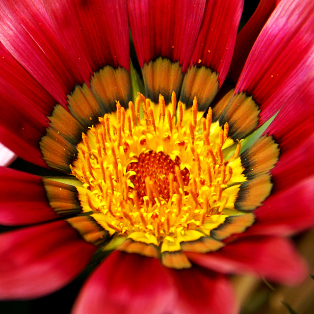 "Flower" stock image
