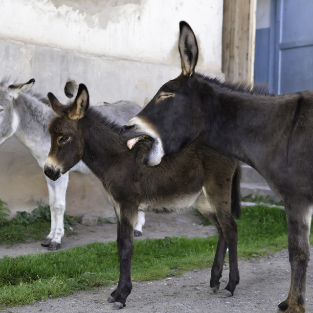 "Braying Donkey" stock image