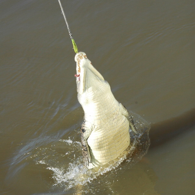 "Help I've caught a Crocodile" stock image