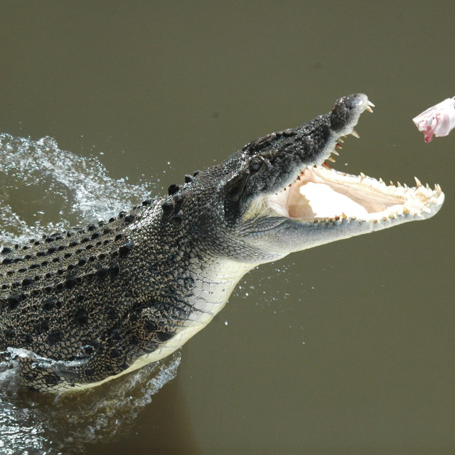 "Crocodile Jumping" stock image
