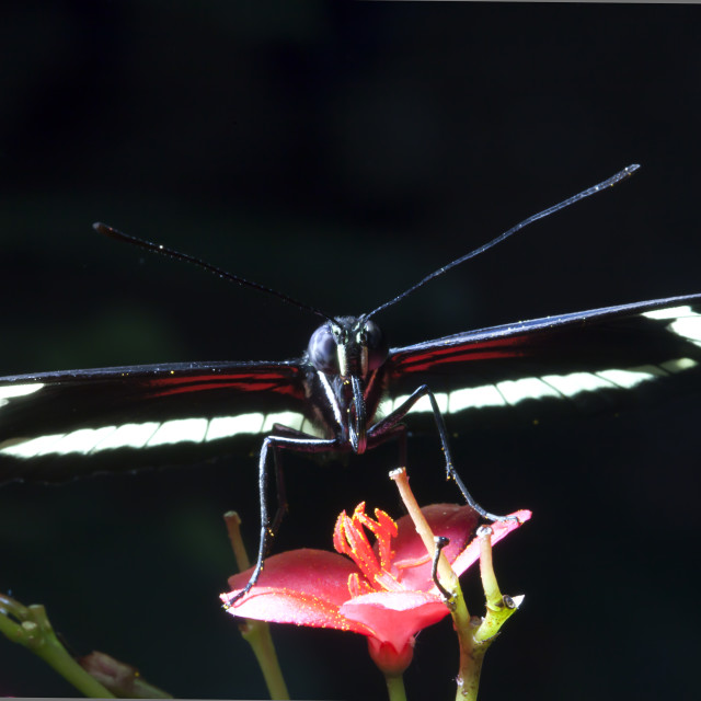 "Spread your wings.." stock image