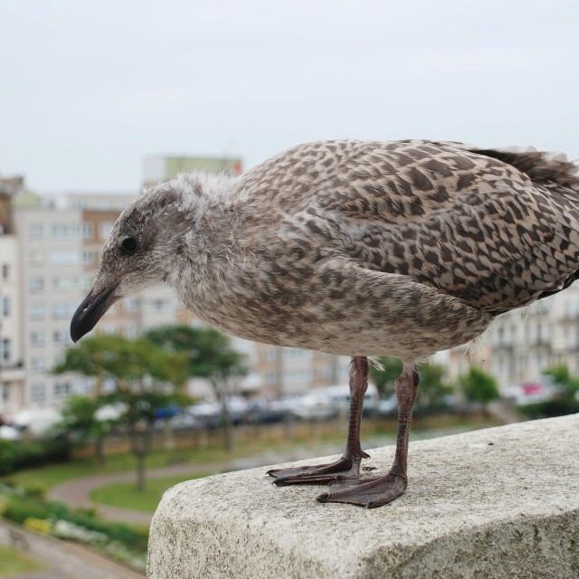 "Herring Gull chick" stock image