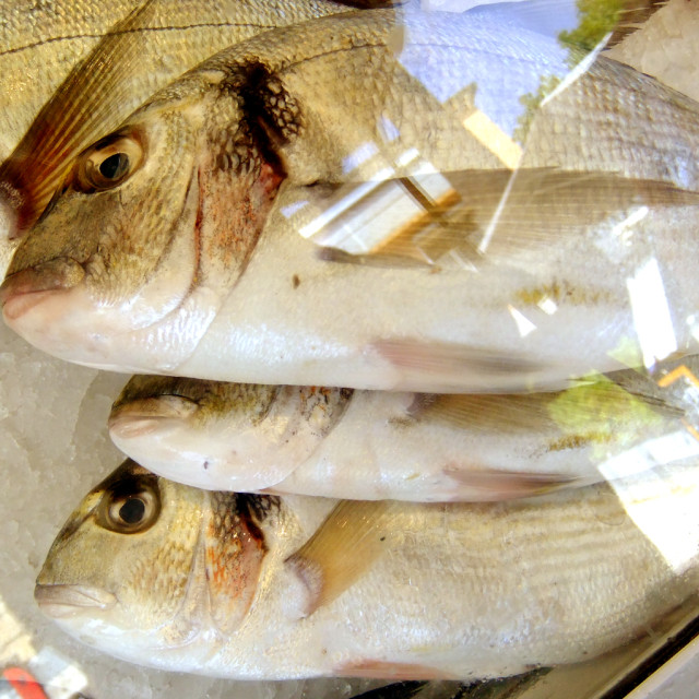 "Fish For Sale1" stock image