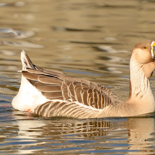 "Swan Goose" stock image
