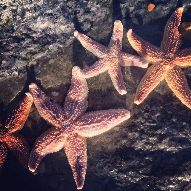 "Starfish" stock image