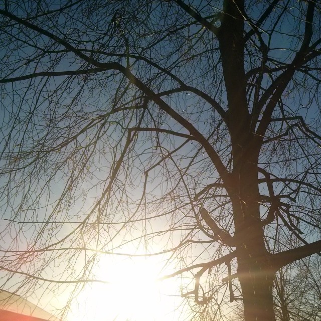 "A tree backlit by Winter sunlight" stock image