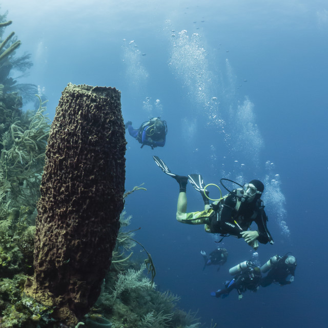 "Scuba divers inspect a gigantic barrel sponge off Utila, Honduras" stock image