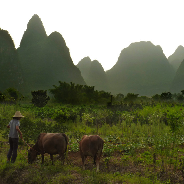 "Farmer in China" stock image