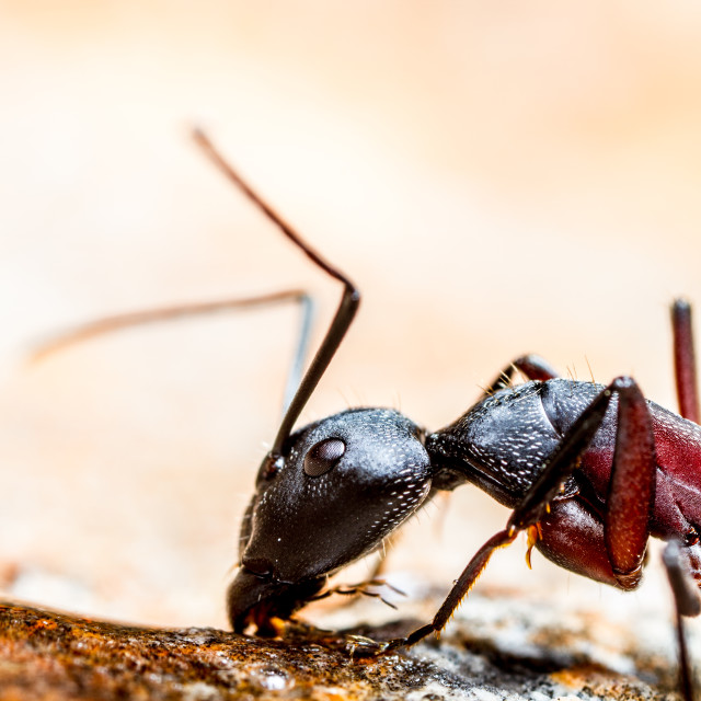 "Harvester Ant" stock image
