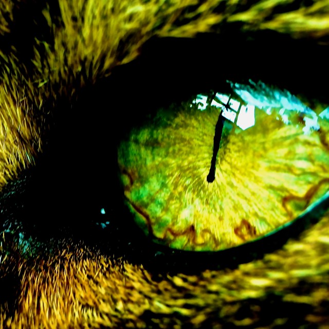 "Cat Eye" stock image