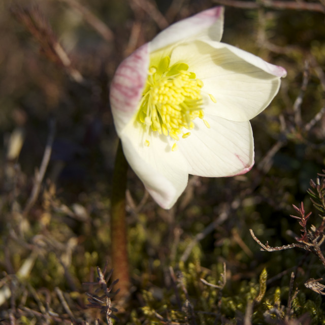 "Spring Messenger" stock image