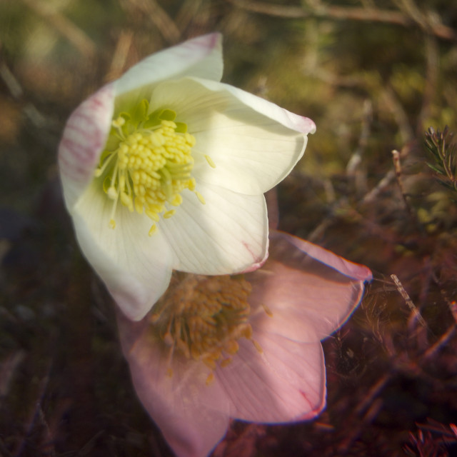 "Spring Messenger in two Dimensions" stock image