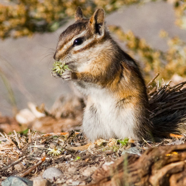 "Hungry Chipmunk" stock image