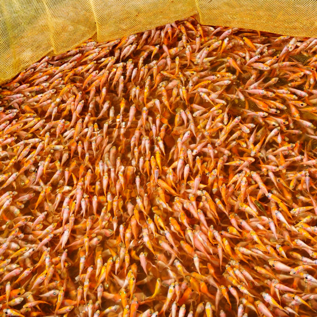 "Young Carp Fish" stock image
