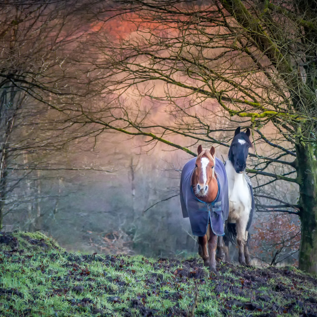 "Welsh Horses" stock image