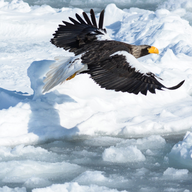 "Stellar's sea eagle" stock image