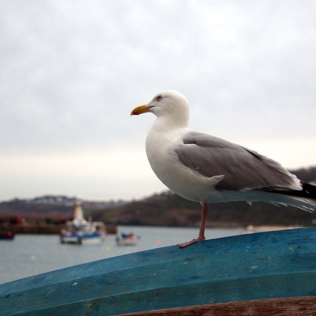 "St Ives Sea Gull." stock image