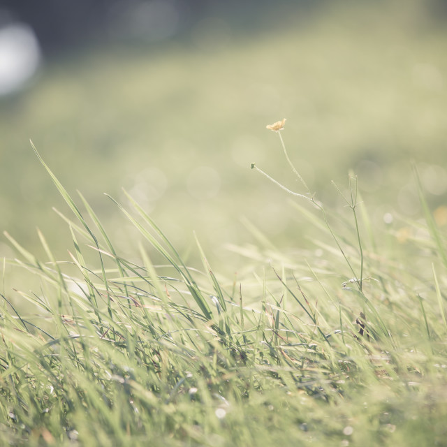 "A grass" stock image