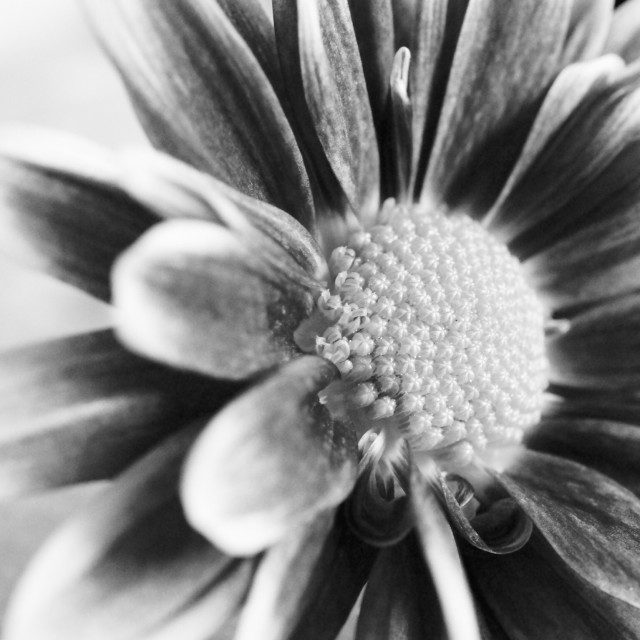 "Single Chrysanthemum" stock image