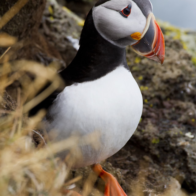 "puffin" stock image