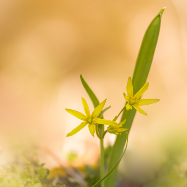 "yellow star of Bethlehem (gagea liutea)" stock image