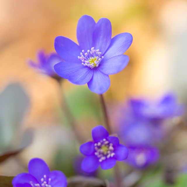 "hepatica nobilis" stock image