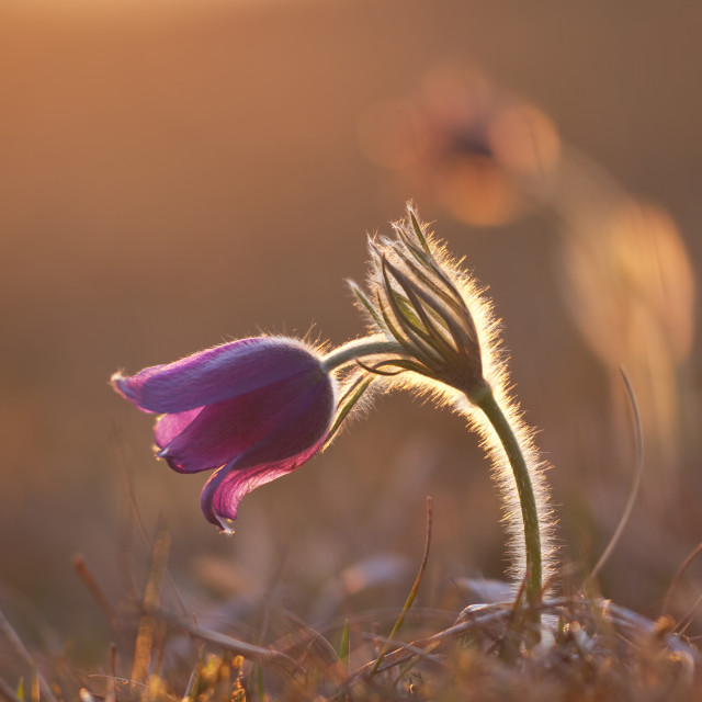 "pasque flower" stock image