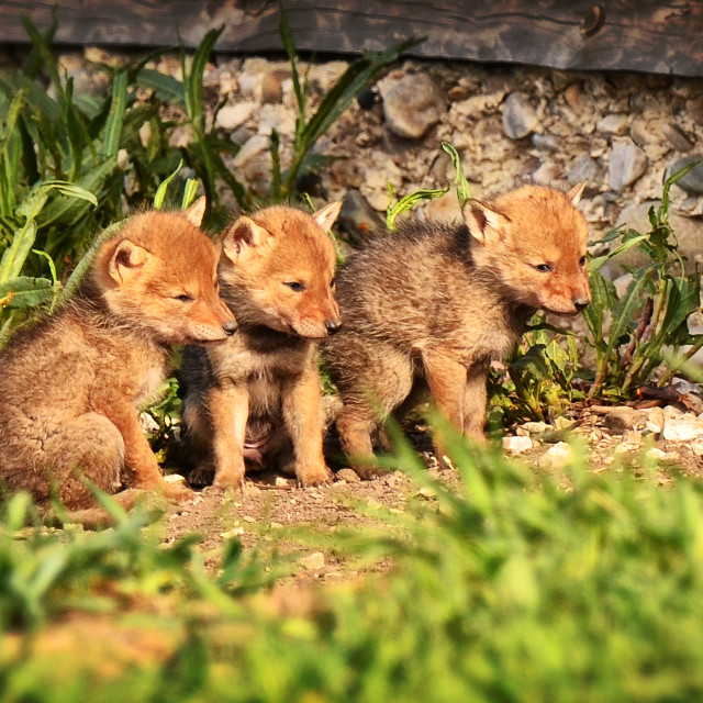 "Three Brothers" stock image