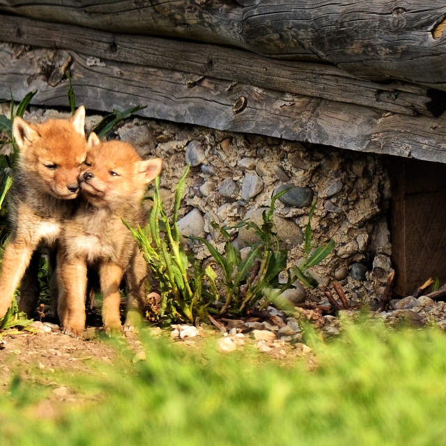 "Brotherly Love" stock image