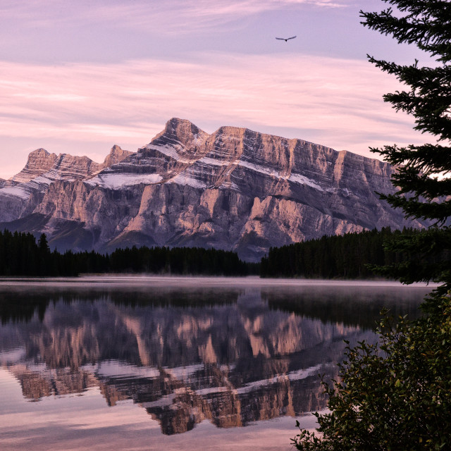 "Lone Eagle at Two Jack Lake" stock image