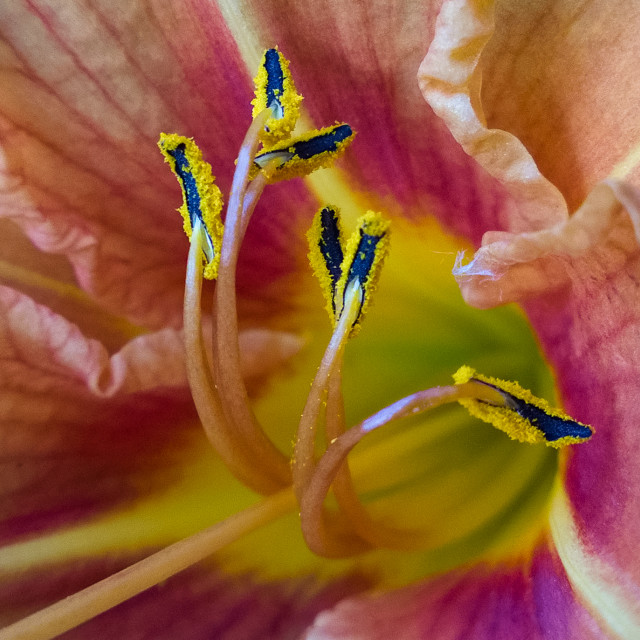 "Wild flower" stock image