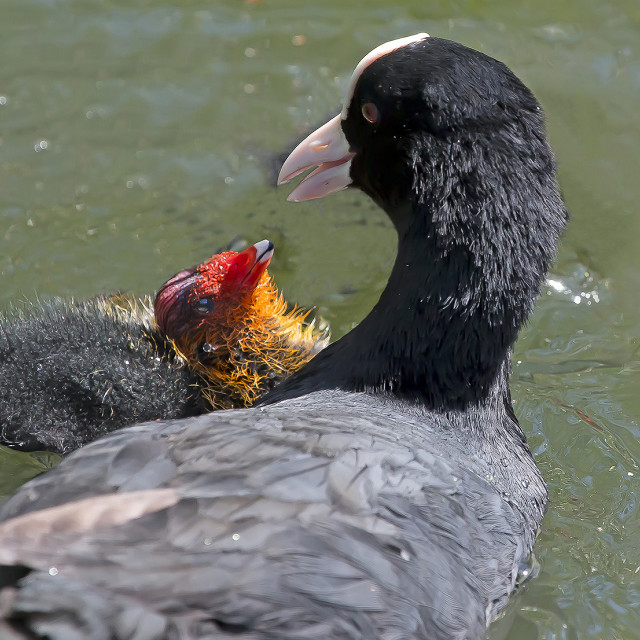 "Coot and Baby 2" stock image