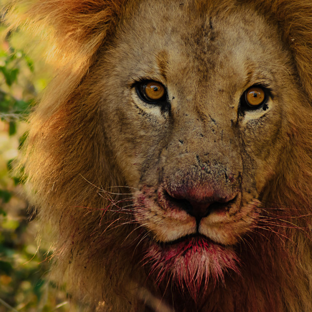 "Close up portrait of Male African Lion with blood around mouth" stock image