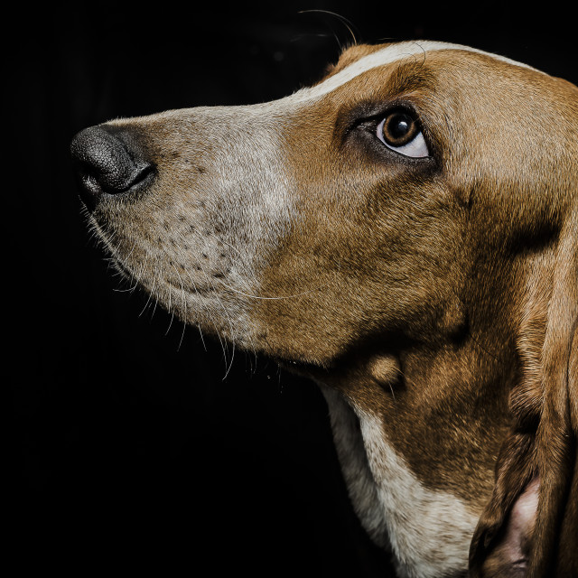 "Beagle on black background" stock image