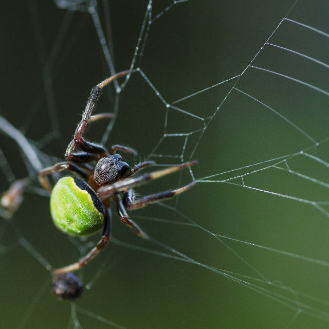 "Green Orb Web Weaving Spider" stock image