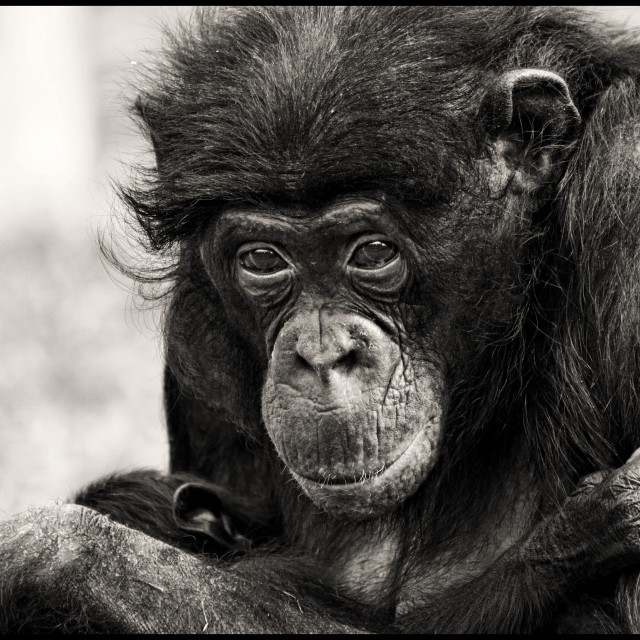 "Chimp with baby" stock image