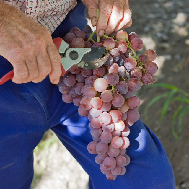 "Farmer pruning grapes" stock image