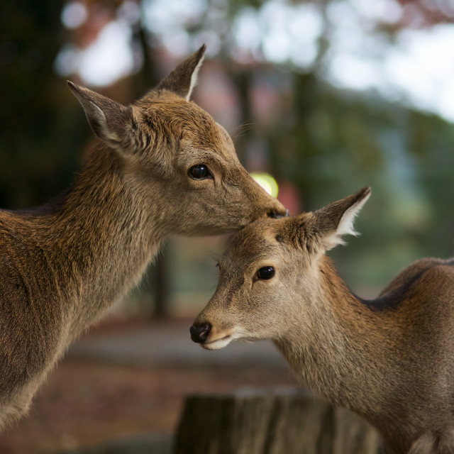 "Sika Deer Nurture" stock image