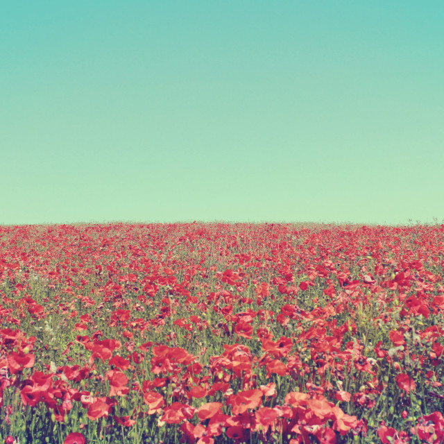 "Poppy Field" stock image