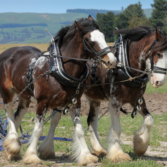 "Clydesdale horses" stock image