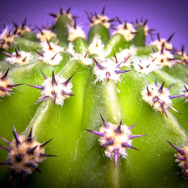 "Cactus Spines" stock image