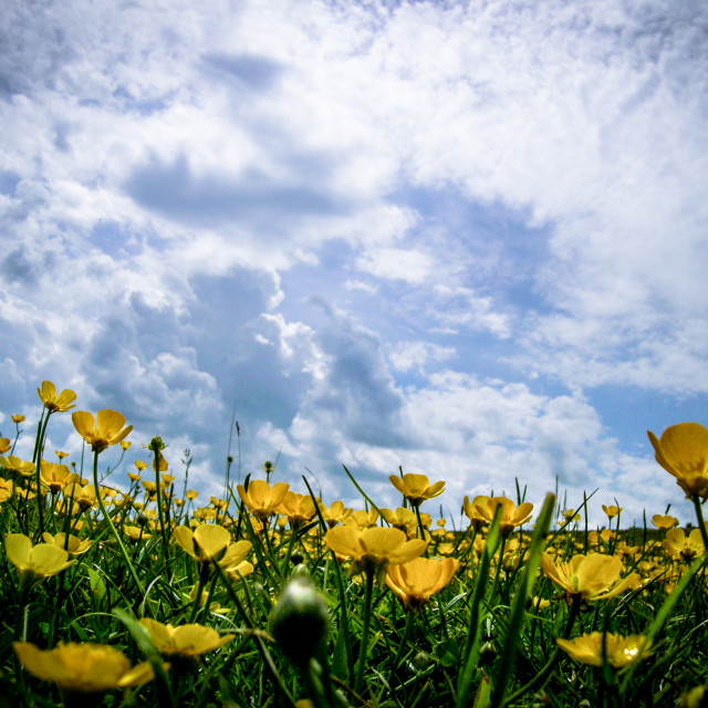 "Buttercups" stock image