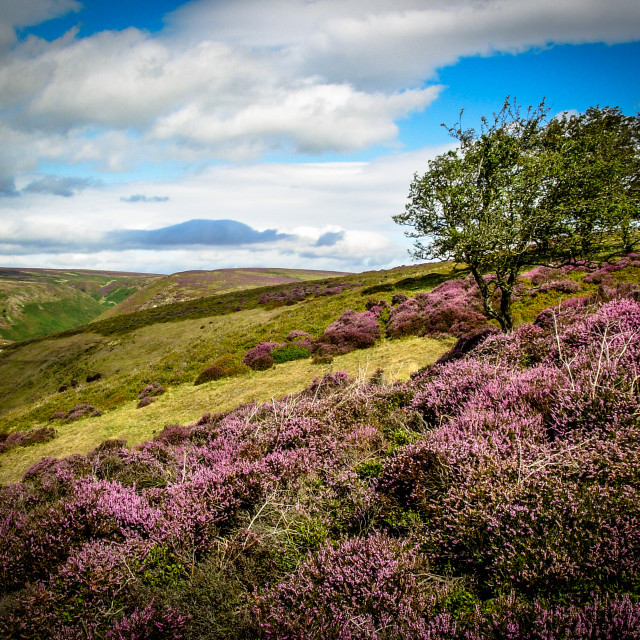 "Wild Hills" stock image