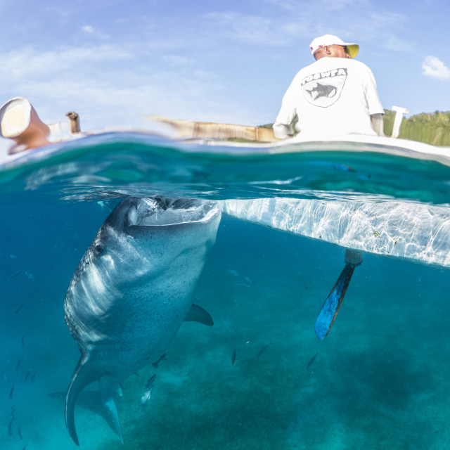 "Whale Shark Being Fed From Canoe In The Philippines" stock image