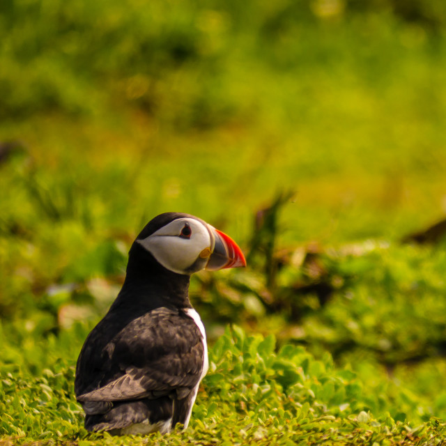 "Atlantic Puffin In The Farne Islands, UK" stock image