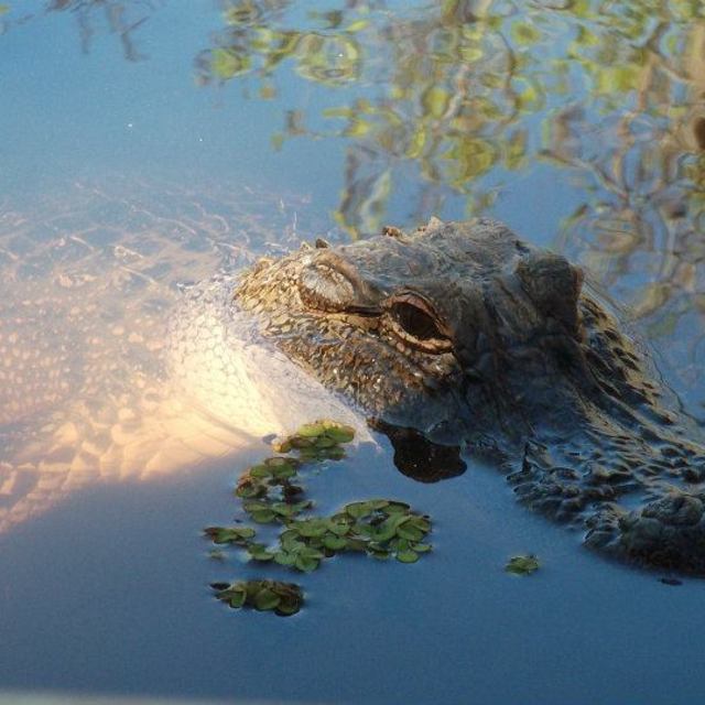 "Louisiana Alligator" stock image
