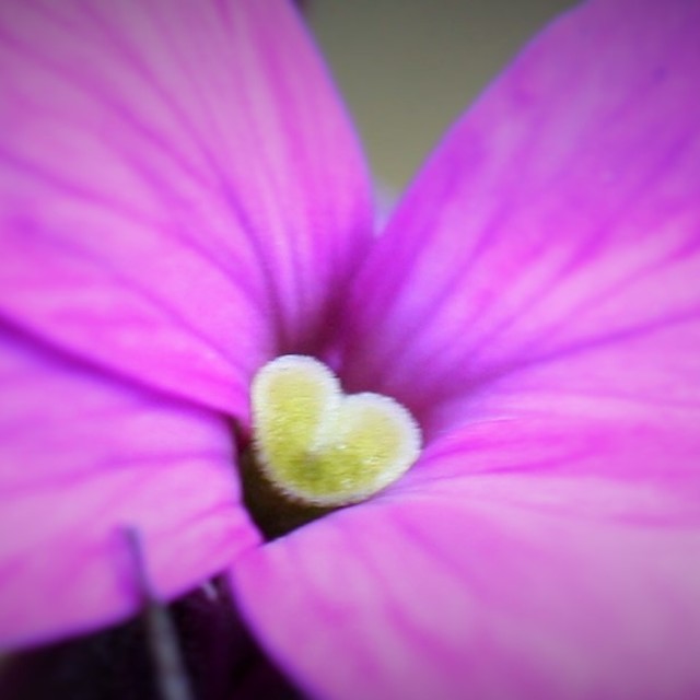 "purple flower" stock image